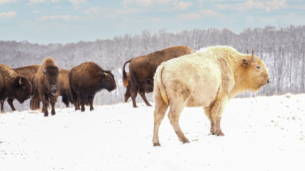Takoda with Bison Herd in Snow