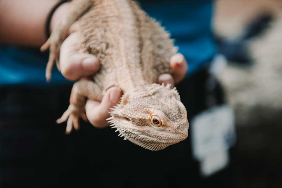 Critter Encounters